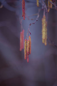 A beautiful birch tree flowers in early spring.