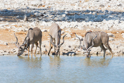 Greater kudus on shore against clear sky