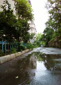 Reflection of trees in puddle