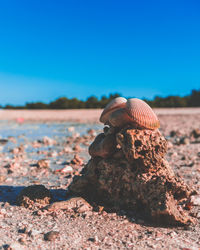 Shells on stone against clear blue sky at beach during sunny day