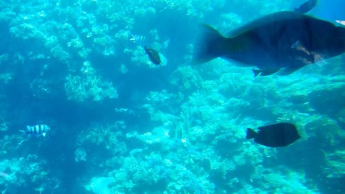 School of fish swimming in sea