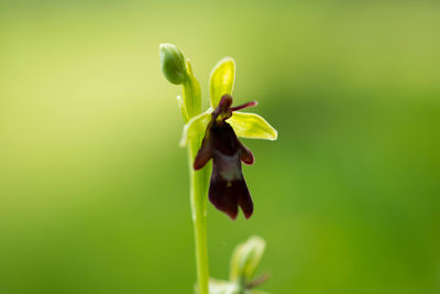 Close-up of flower plant