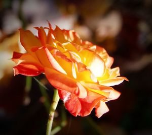 Close-up of orange flower