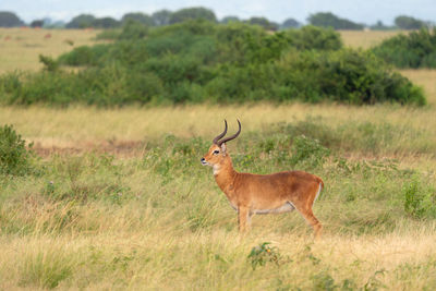 Uganda kob, kobus thomasi, national parks of uganda