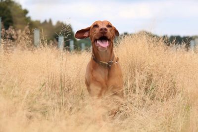 Brown vizsla amidst dry plants on field