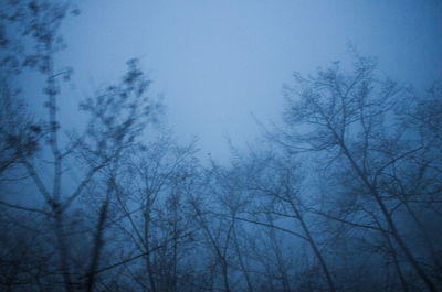 Low angle view of bare trees against sky