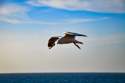 Seagull flying over sea against sky