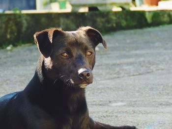 Portrait of dog looking away