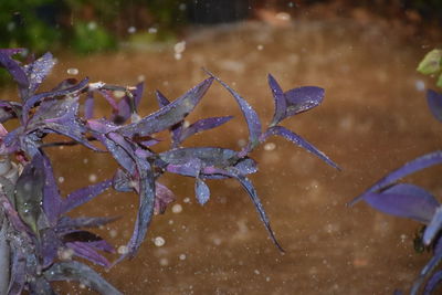 High angle view of wet plant during winter