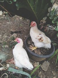 High angle view of birds