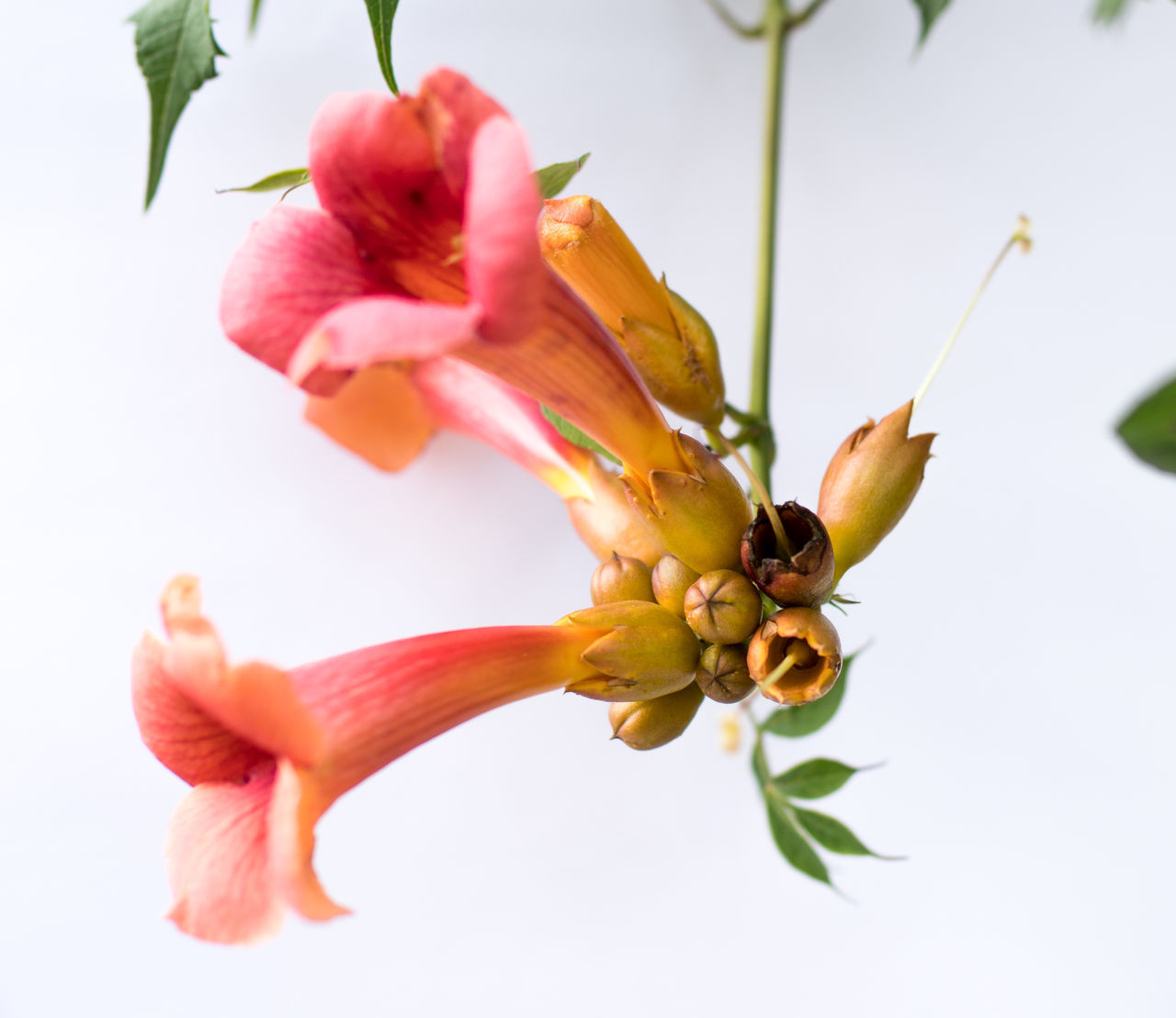 CLOSE-UP OF FLOWERING PLANT