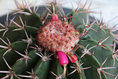 Close-up of succulent plant