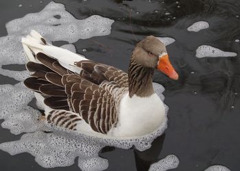 High angle view of duck swimming in water