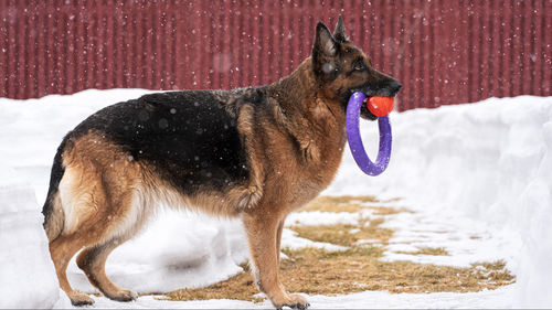 A dog with his toys stands outside in winter