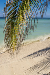 Palm tree by sea against sky