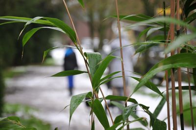 Close-up of plant against blurred background