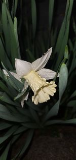 Close-up of wet plant leaves