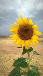 Close-up of sunflower blooming in field