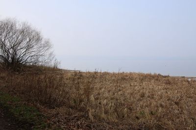 Scenic view of field against clear sky