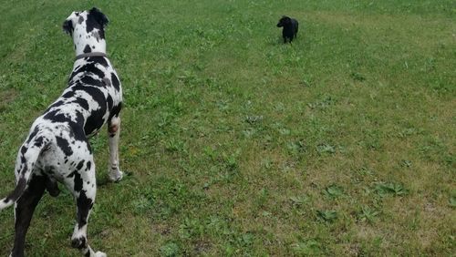 Dog on field