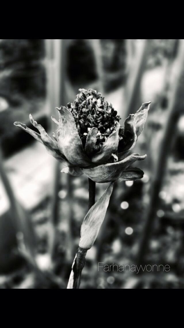 flower, freshness, growth, fragility, close-up, petal, focus on foreground, flower head, beauty in nature, nature, bud, plant, transfer print, blooming, selective focus, botany, in bloom, stem, auto post production filter, new life