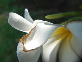 Close-up of flower against blurred background
