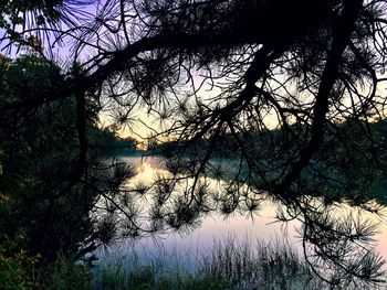 Reflection of trees in lake