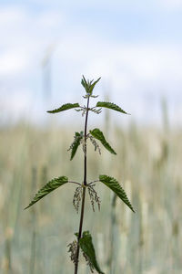 Close-up of plant growing in field against sky