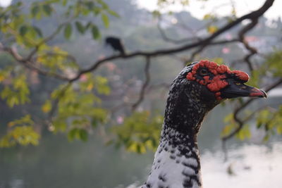 Close-up of bird against tree