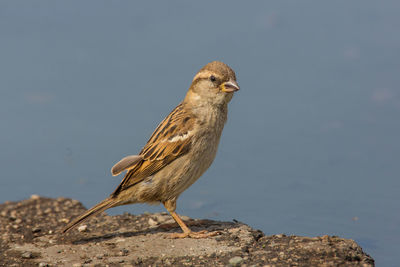 Close-up of bird perching on rock