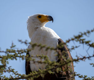 Low angle view of bird perching on tree