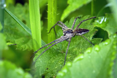 Close-up of insect on leaf