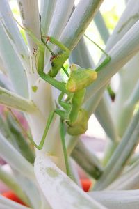 Close-up of plant