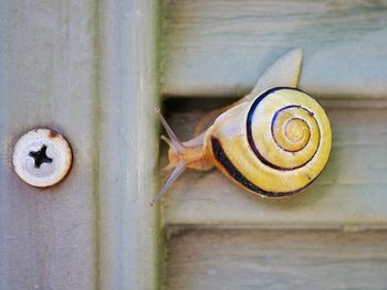 Close-up of snail