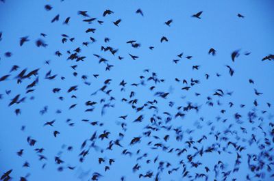 Low angle view of birds flying against blue sky