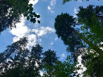 Low angle view of trees against sky