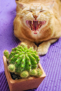 Ginger cats with cactus