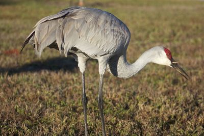 Side view of a bird on field