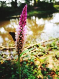 Close-up of purple flower against blurred background