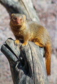 Close-up of a mongoose on rock