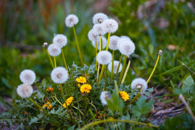 Close-up of white flowering plants on field