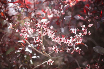 Close-up of pink cherry blossoms in spring