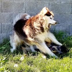 View of a dog on field