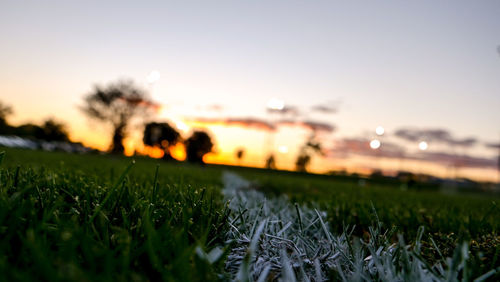 Close-up of grass on field against sky during sunset