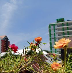 Close-up of flowering plants against sky