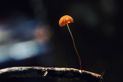 Close-up of mushroom growing on plant