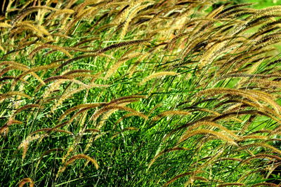 Close-up of grass on field