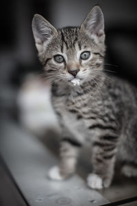 Portrait of tabby kitten