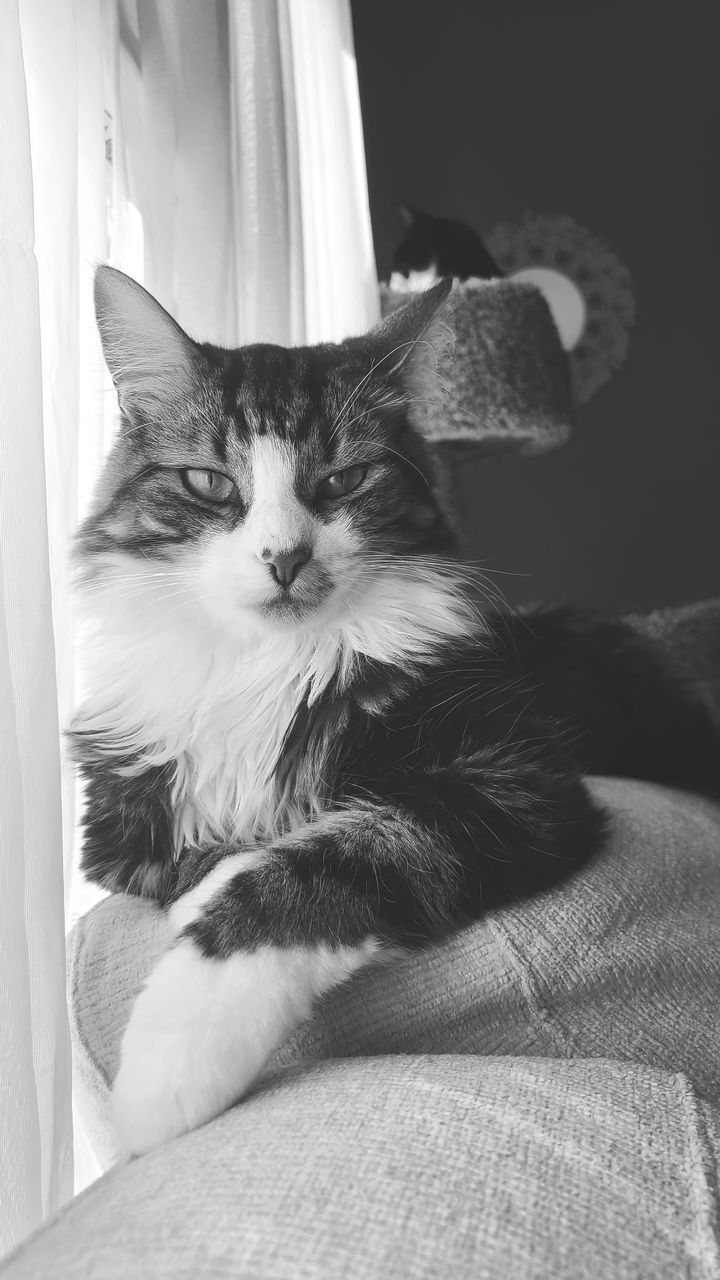 CLOSE-UP OF A CAT RESTING ON BED AT HOME