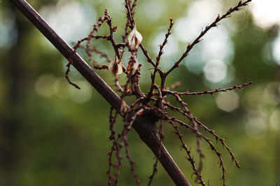 Close-up of plant growing outdoors